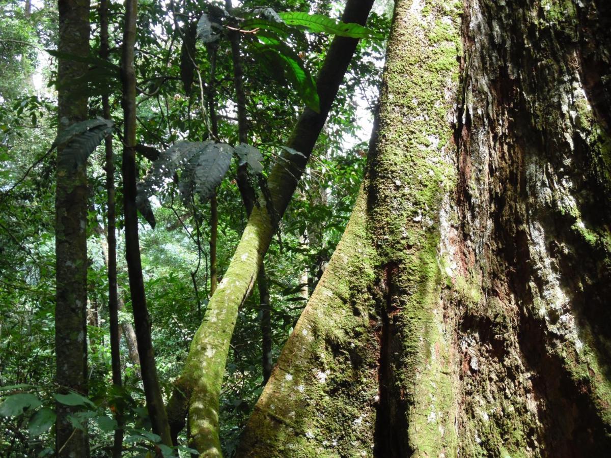 Landbow Green Villa Bukit Lawang Buitenkant foto